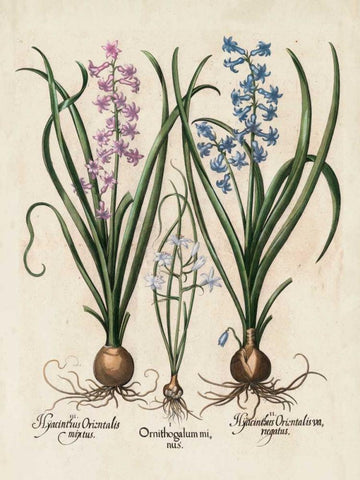 Besler Hyacinth I White Modern Wood Framed Art Print with Double Matting by Besler, Basilius