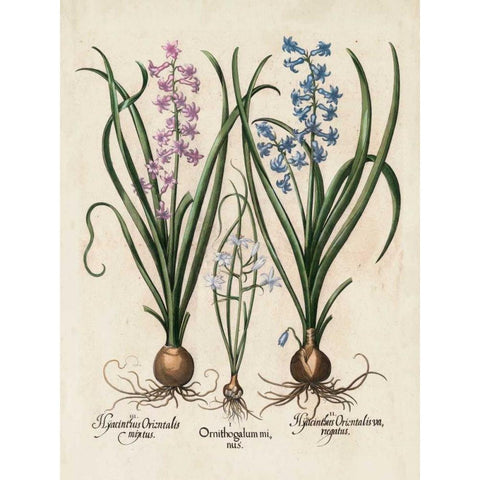 Besler Hyacinth I Black Modern Wood Framed Art Print with Double Matting by Besler, Basilius