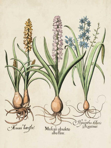 Besler Hyacinth II Black Ornate Wood Framed Art Print with Double Matting by Besler, Basilius