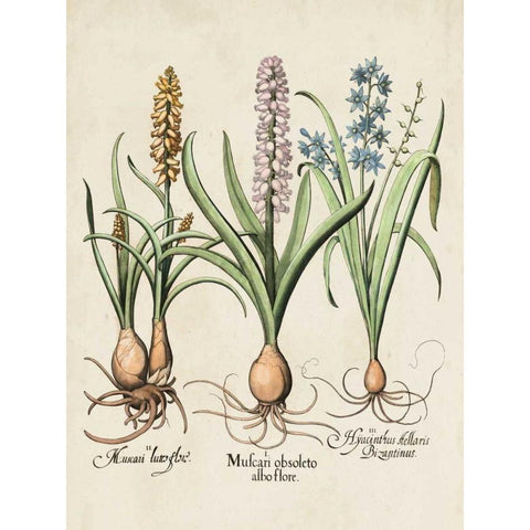 Besler Hyacinth II Black Modern Wood Framed Art Print by Besler, Basilius