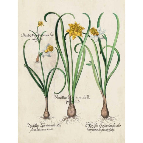 Besler Narcissus I White Modern Wood Framed Art Print by Besler, Basilius