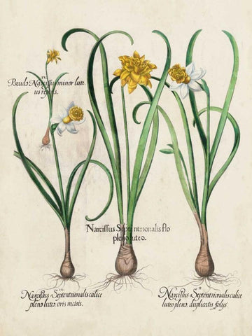 Besler Narcissus I White Modern Wood Framed Art Print with Double Matting by Besler, Basilius