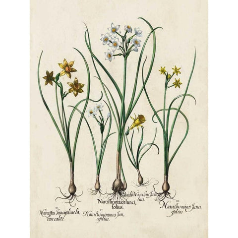 Besler Narcissus II Black Modern Wood Framed Art Print with Double Matting by Besler, Basilius