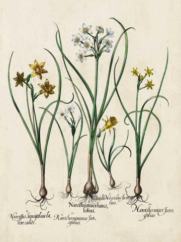 Besler Narcissus II White Modern Wood Framed Art Print with Double Matting by Besler, Basilius