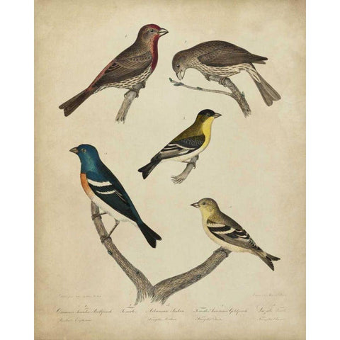 Bonapart Birds I Gold Ornate Wood Framed Art Print with Double Matting by Charles L. Bonapart