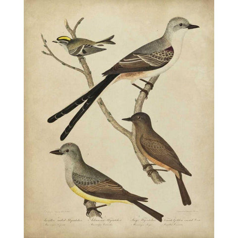 Bonapart Birds II White Modern Wood Framed Art Print by Charles L. Bonapart