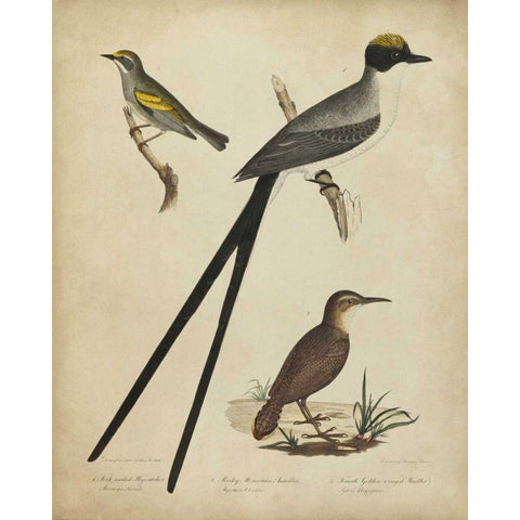 Bonapart Birds III Black Modern Wood Framed Art Print with Double Matting by Charles L. Bonapart