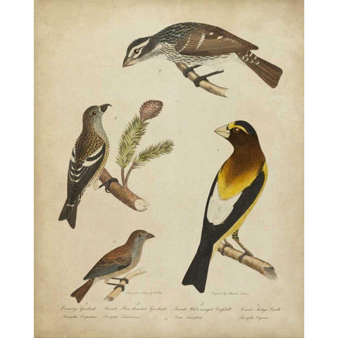 Bonapart Birds IV Gold Ornate Wood Framed Art Print with Double Matting by Charles L. Bonapart