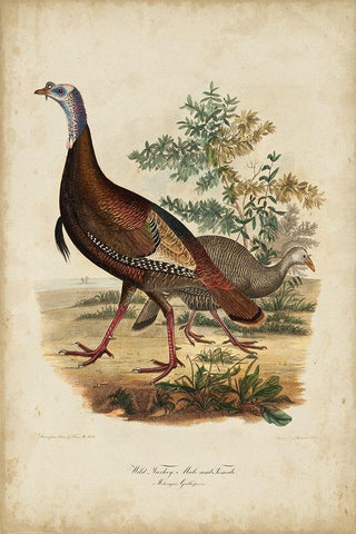 Wild Turkey White Modern Wood Framed Art Print with Double Matting by Bonapart, Charles L.
