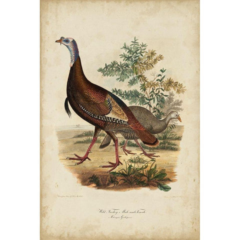Wild Turkey Black Modern Wood Framed Art Print by Bonapart, Charles L.