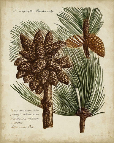 Antique Conifers I White Modern Wood Framed Art Print with Double Matting by Fletcher, Henry