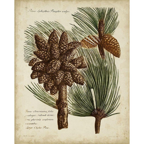 Antique Conifers I White Modern Wood Framed Art Print by Fletcher, Henry
