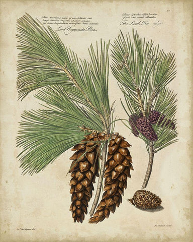 Antique Conifers II White Modern Wood Framed Art Print with Double Matting by Fletcher, Henry