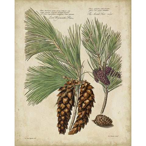 Antique Conifers II Gold Ornate Wood Framed Art Print with Double Matting by Fletcher, Henry