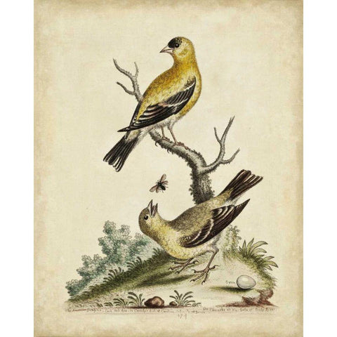 Edwards Bird Pairs III Gold Ornate Wood Framed Art Print with Double Matting by Edwards, George