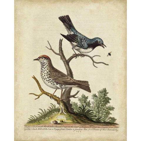 Edwards Bird Pairs V White Modern Wood Framed Art Print by Edwards, George