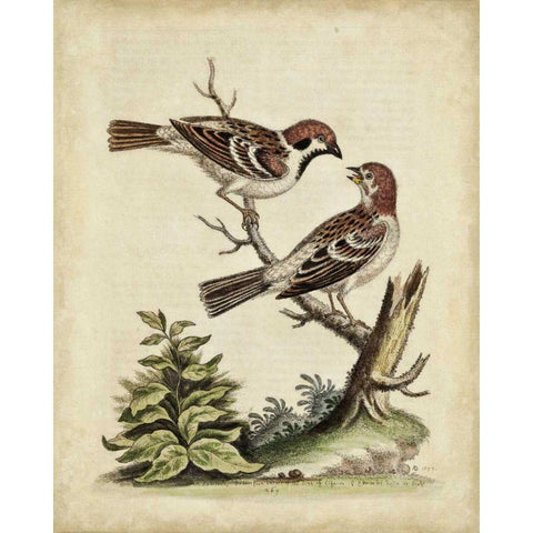 Edwards Bird Pairs VI White Modern Wood Framed Art Print by Edwards, George