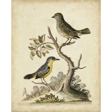 Edwards Bird Pairs VII Black Modern Wood Framed Art Print with Double Matting by Edwards, George