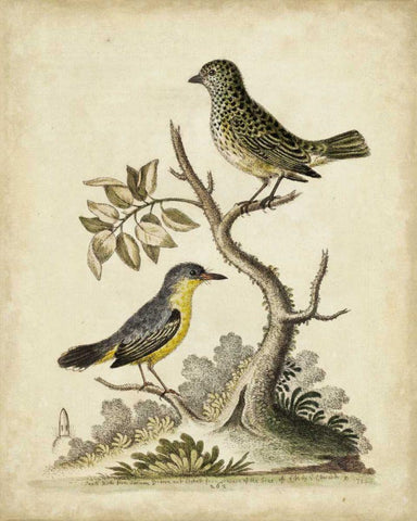 Edwards Bird Pairs VII Black Ornate Wood Framed Art Print with Double Matting by Edwards, George