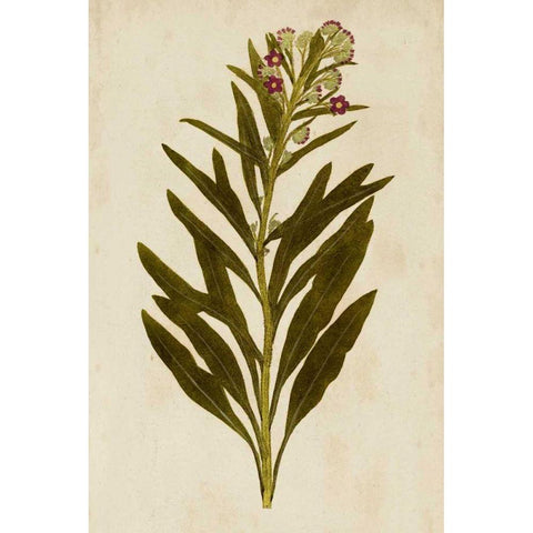 Botanical Impression I Black Modern Wood Framed Art Print by Unkown
