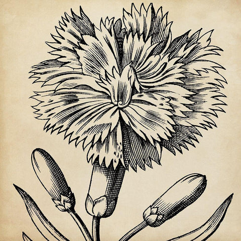 Graphic Floral IV Black Ornate Wood Framed Art Print with Double Matting by Vision Studio