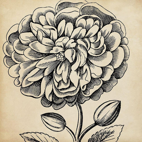 Graphic Floral V Black Modern Wood Framed Art Print with Double Matting by Vision Studio