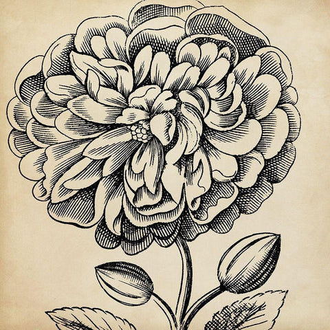 Graphic Floral V Black Ornate Wood Framed Art Print with Double Matting by Vision Studio