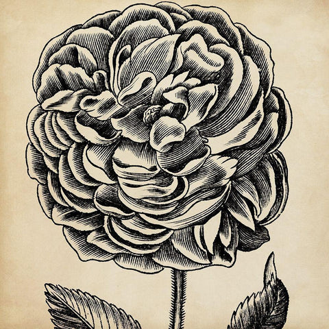 Graphic Floral VII White Modern Wood Framed Art Print by Vision Studio