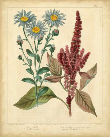 Garden Flora I White Modern Wood Framed Art Print with Double Matting by Edwards, Sydenham