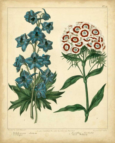 Garden Flora II Black Ornate Wood Framed Art Print with Double Matting by Edwards, Sydenham