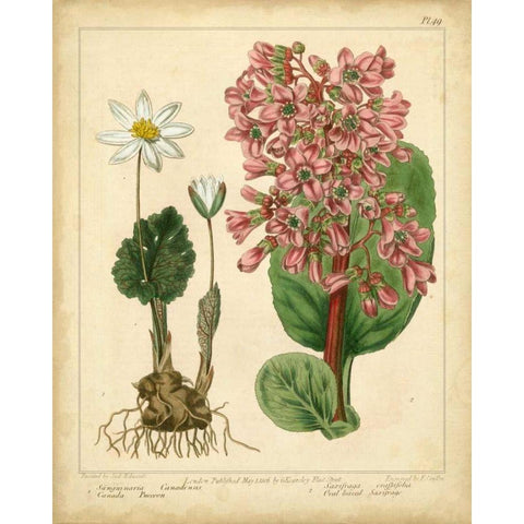 Garden Flora III Gold Ornate Wood Framed Art Print with Double Matting by Edwards, Sydenham