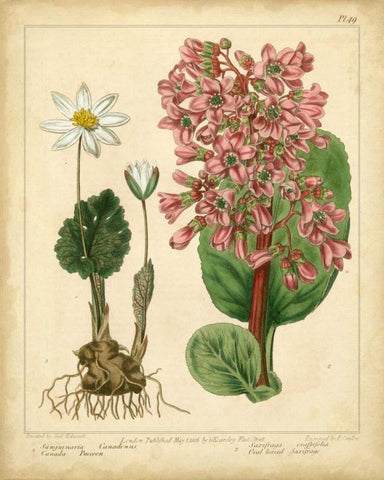 Garden Flora III Black Ornate Wood Framed Art Print with Double Matting by Edwards, Sydenham