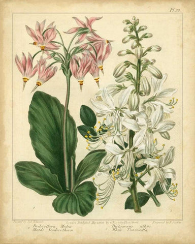 Garden Flora IV Black Ornate Wood Framed Art Print with Double Matting by Edwards, Sydenham