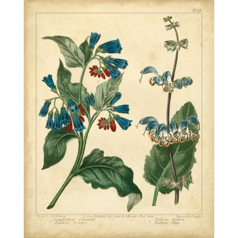 Garden Flora V Gold Ornate Wood Framed Art Print with Double Matting by Edwards, Sydenham