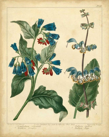 Garden Flora V White Modern Wood Framed Art Print with Double Matting by Edwards, Sydenham