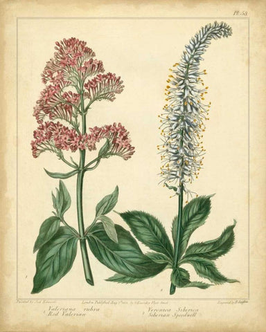 Garden Flora VI White Modern Wood Framed Art Print with Double Matting by Edwards, Sydenham