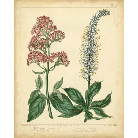 Garden Flora VI White Modern Wood Framed Art Print by Edwards, Sydenham