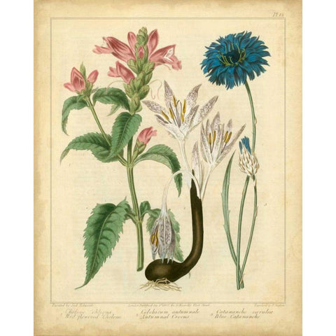 Garden Flora VIII Black Modern Wood Framed Art Print with Double Matting by Edwards, Sydenham