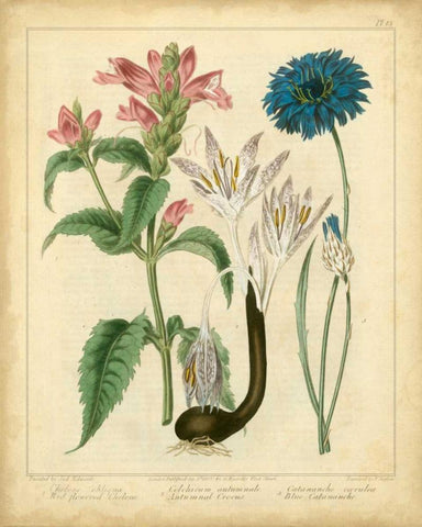 Garden Flora VIII White Modern Wood Framed Art Print with Double Matting by Edwards, Sydenham