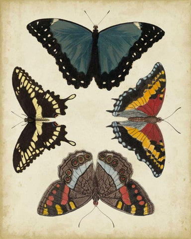 Display of Butterflies I Black Ornate Wood Framed Art Print with Double Matting by Vision Studio