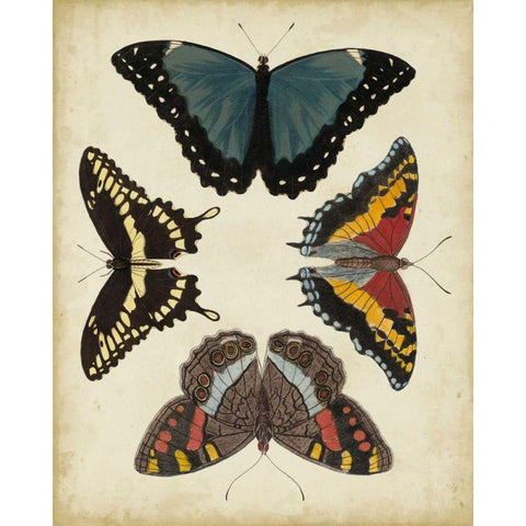 Display of Butterflies I Black Modern Wood Framed Art Print with Double Matting by Vision Studio