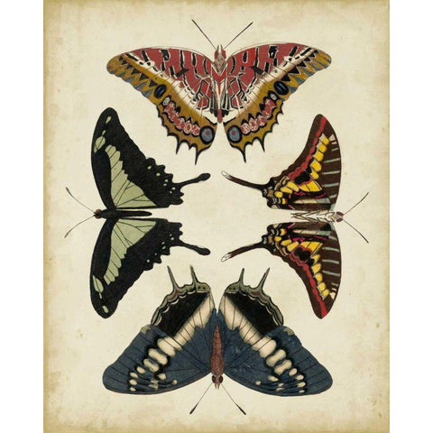 Display of Butterflies II Black Modern Wood Framed Art Print by Vision Studio