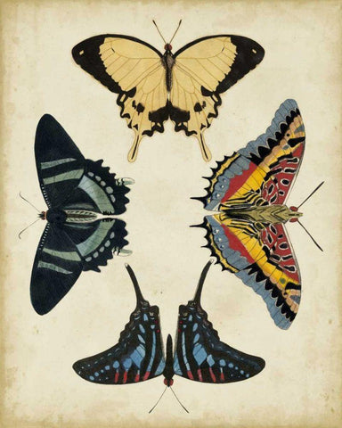 Display of Butterflies III Black Ornate Wood Framed Art Print with Double Matting by Vision Studio