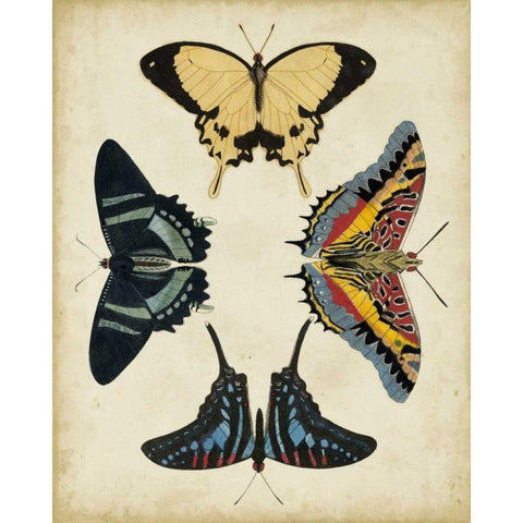 Display of Butterflies III Black Modern Wood Framed Art Print with Double Matting by Vision Studio