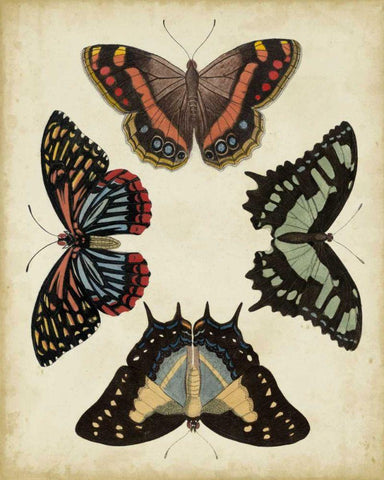 Display of Butterflies IV Black Ornate Wood Framed Art Print with Double Matting by Vision Studio