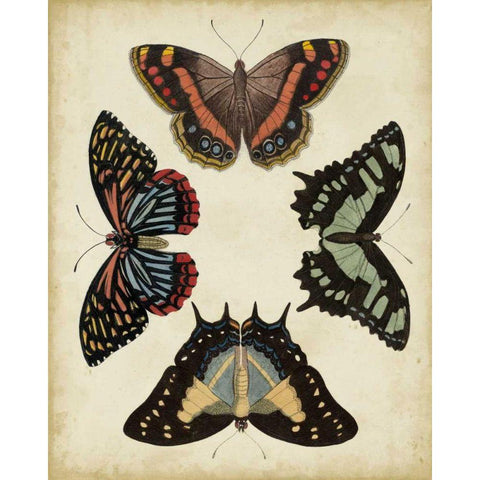 Display of Butterflies IV Black Modern Wood Framed Art Print by Vision Studio