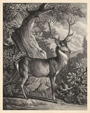 Woodland Deer I Black Ornate Wood Framed Art Print with Double Matting by Ridinger