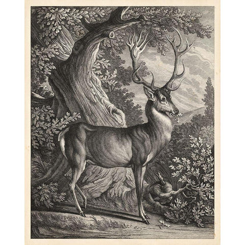 Woodland Deer I Black Modern Wood Framed Art Print with Double Matting by Ridinger