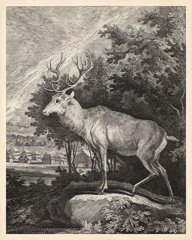 Woodland Deer II White Modern Wood Framed Art Print with Double Matting by Ridinger