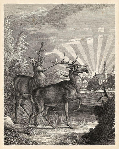 Woodland Deer V Black Ornate Wood Framed Art Print with Double Matting by Ridinger